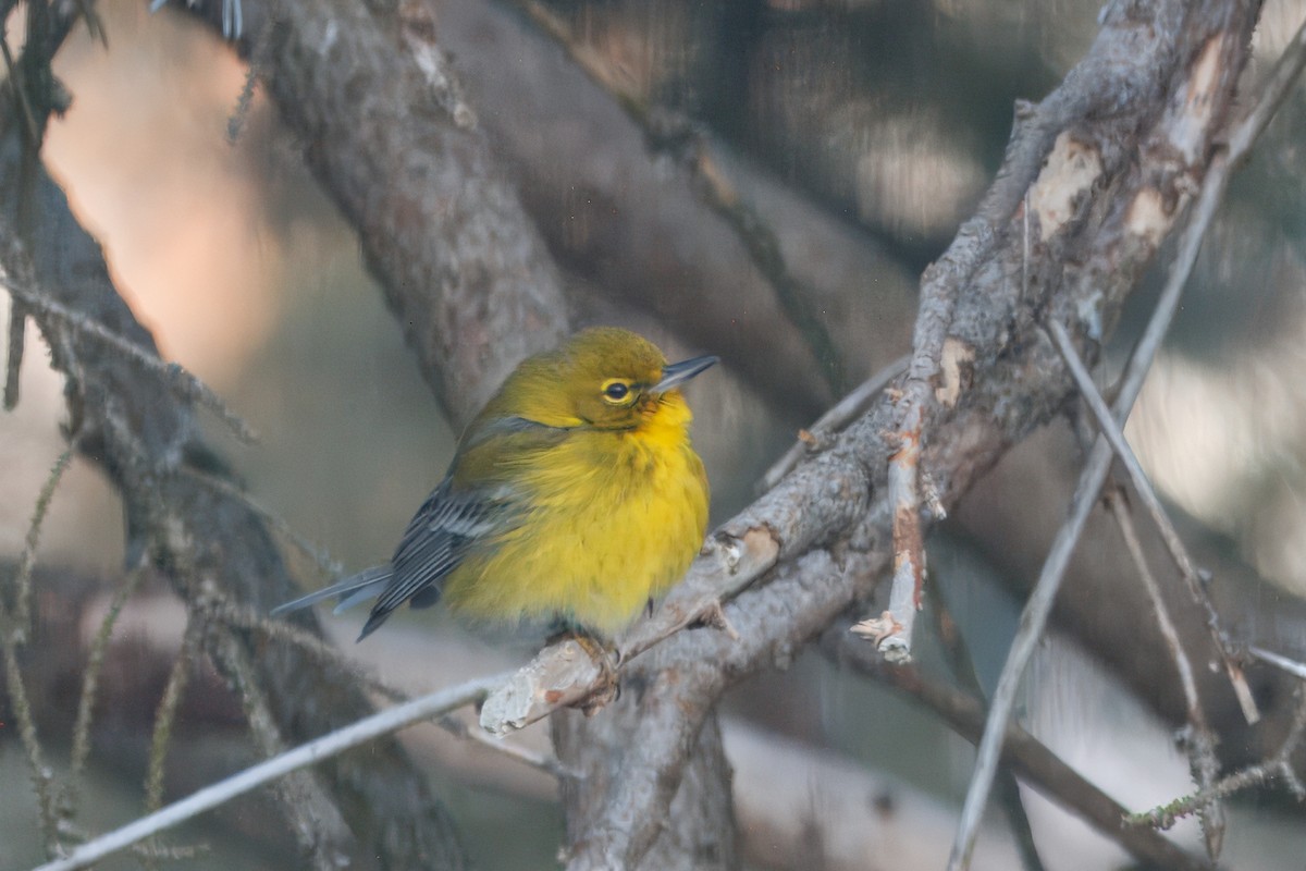 Pine Warbler - ML642274187