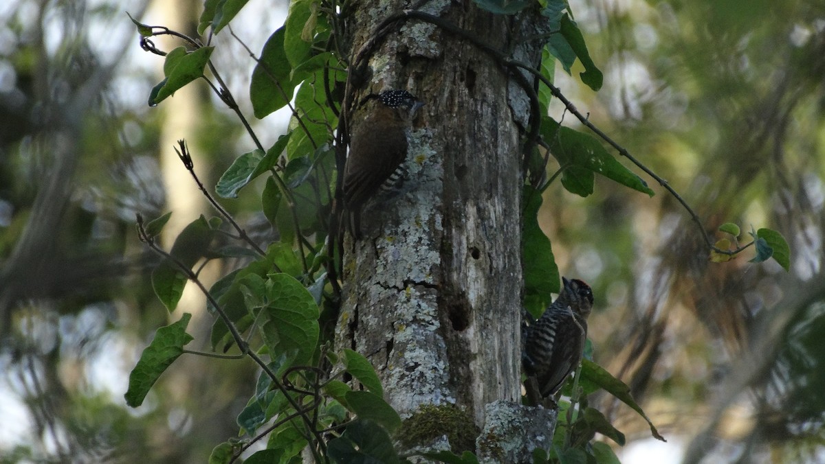 Ochre-collared Piculet - ML642274202