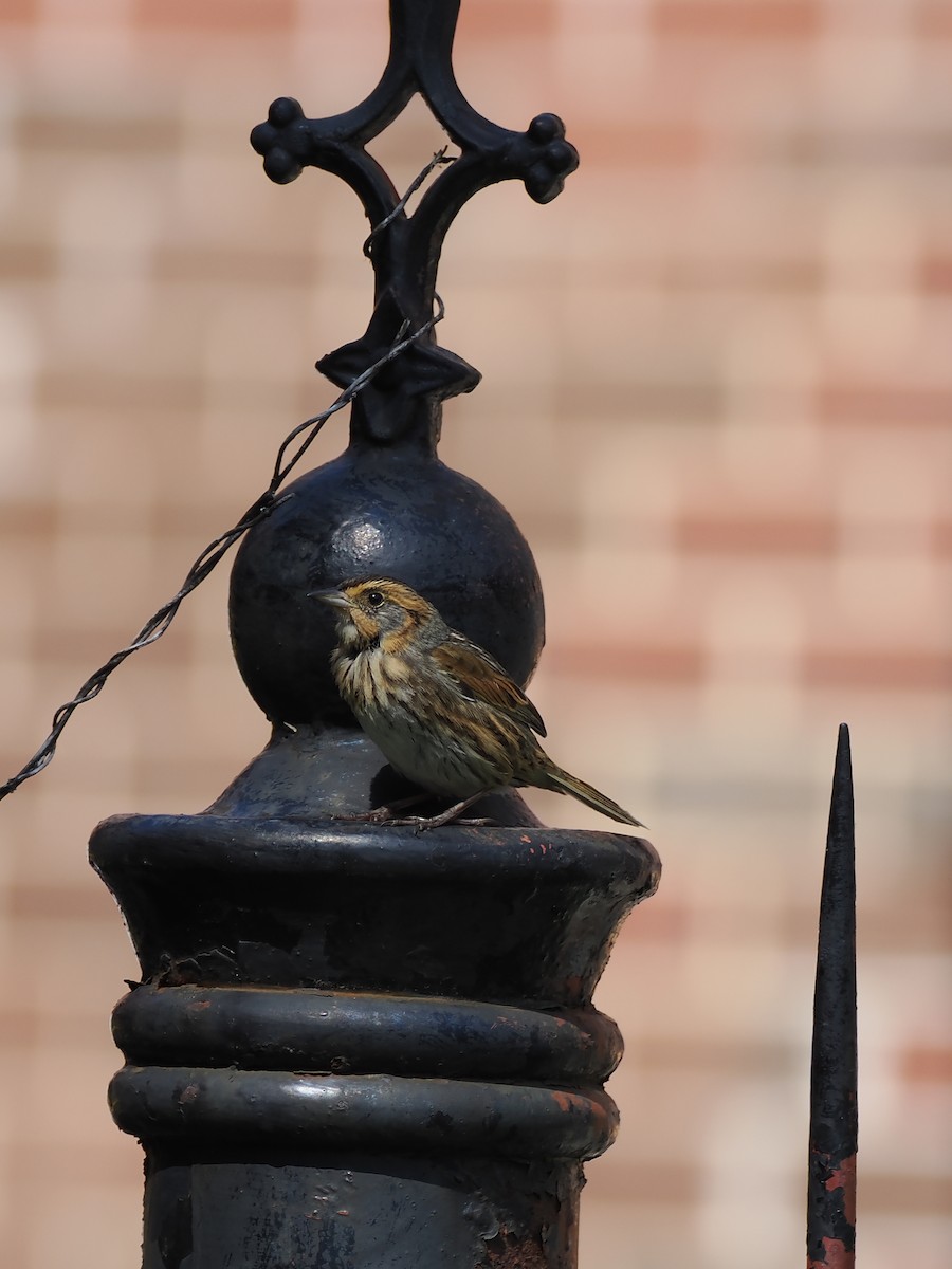 Saltmarsh Sparrow - ML642274203