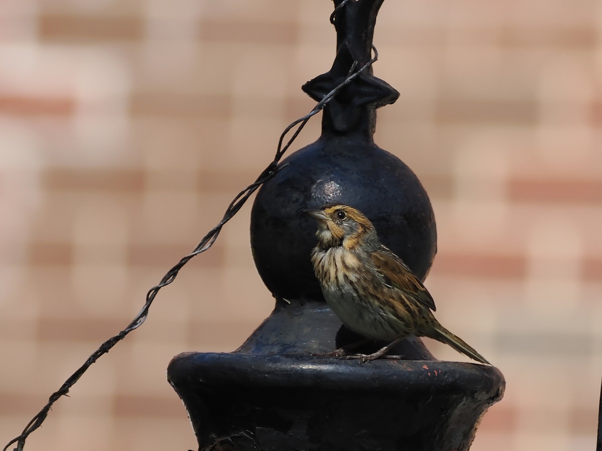 Saltmarsh Sparrow - ML642274205