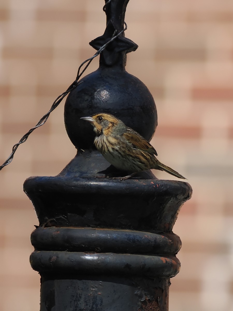 Saltmarsh Sparrow - ML642274208