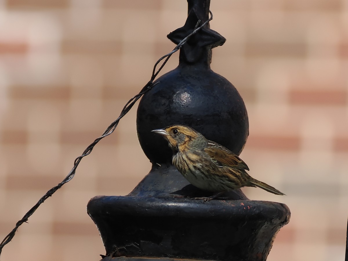 Saltmarsh Sparrow - ML642274213