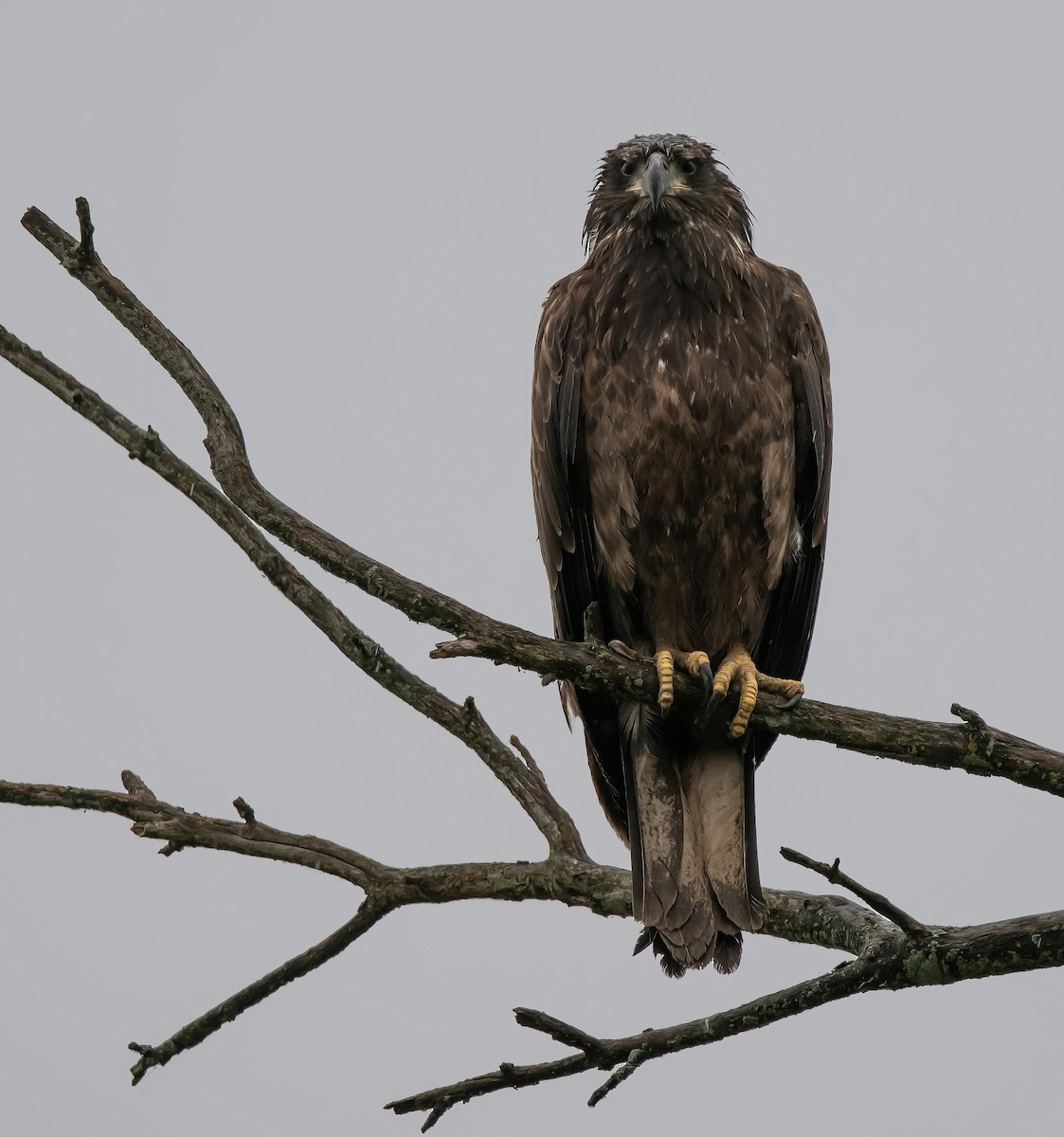 Bald Eagle - ML642274221