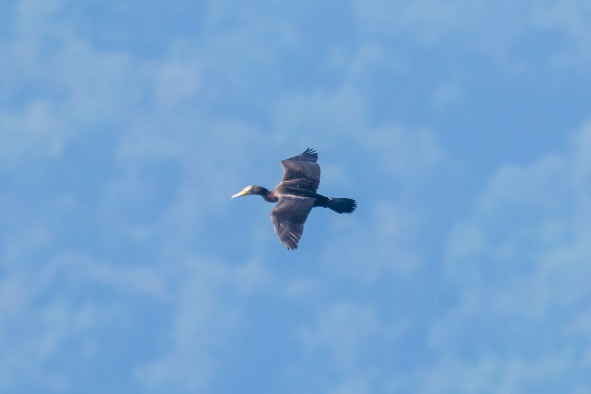 Great Cormorant - ML642274223