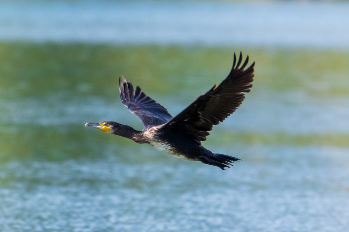 Great Cormorant - ML642274224