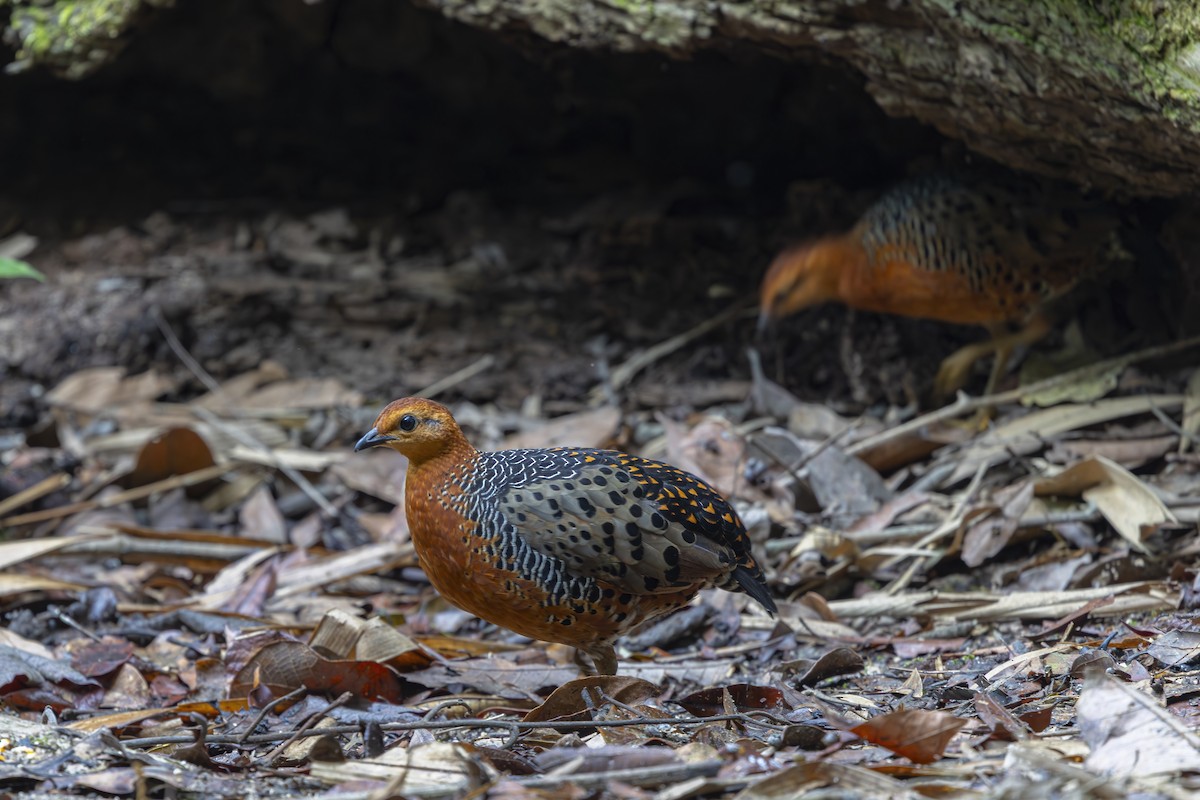 Ferruginous Partridge - ML642274235