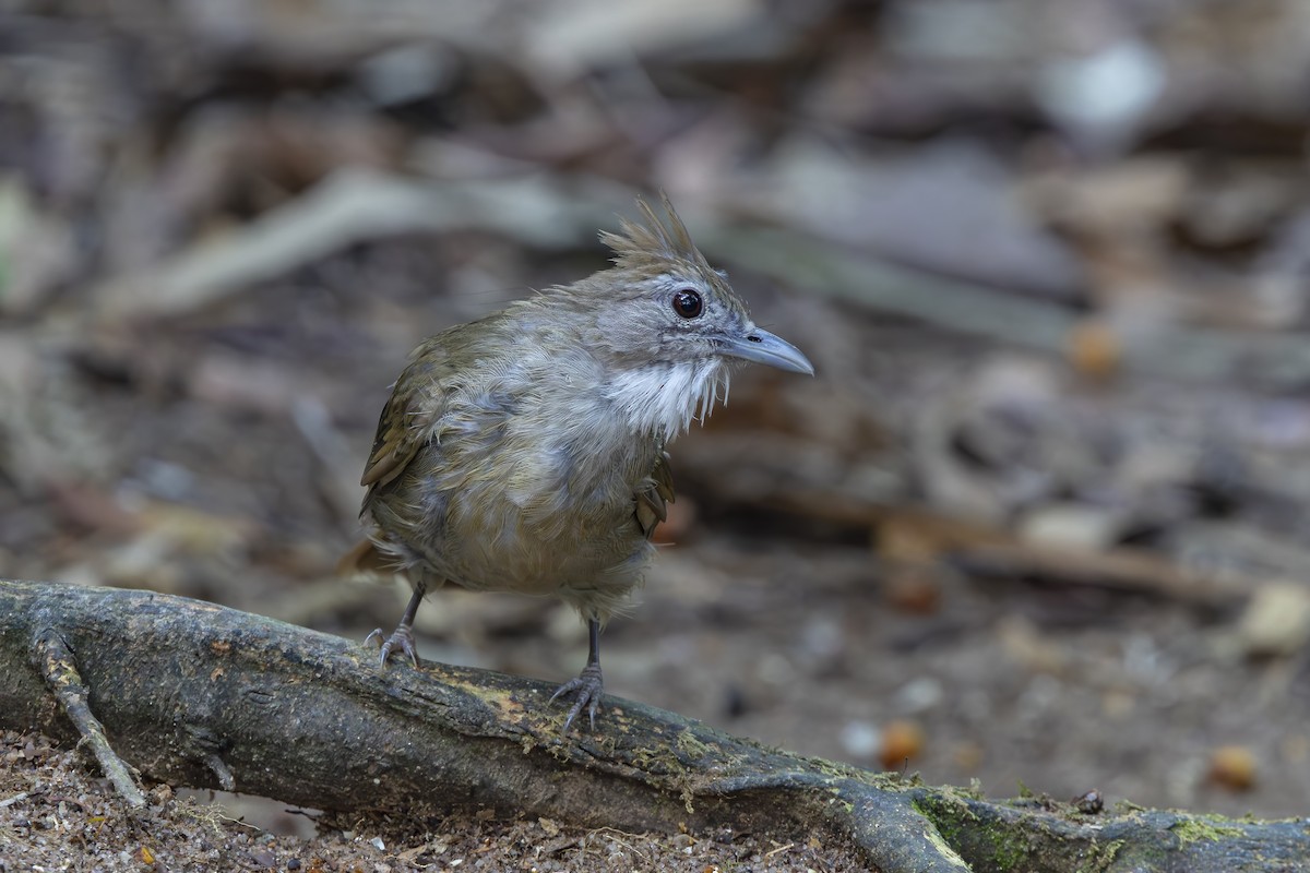 Ochraceous Bulbul - ML642274245