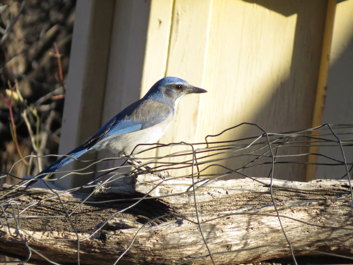 Woodhouse's Scrub-Jay - ML642274247