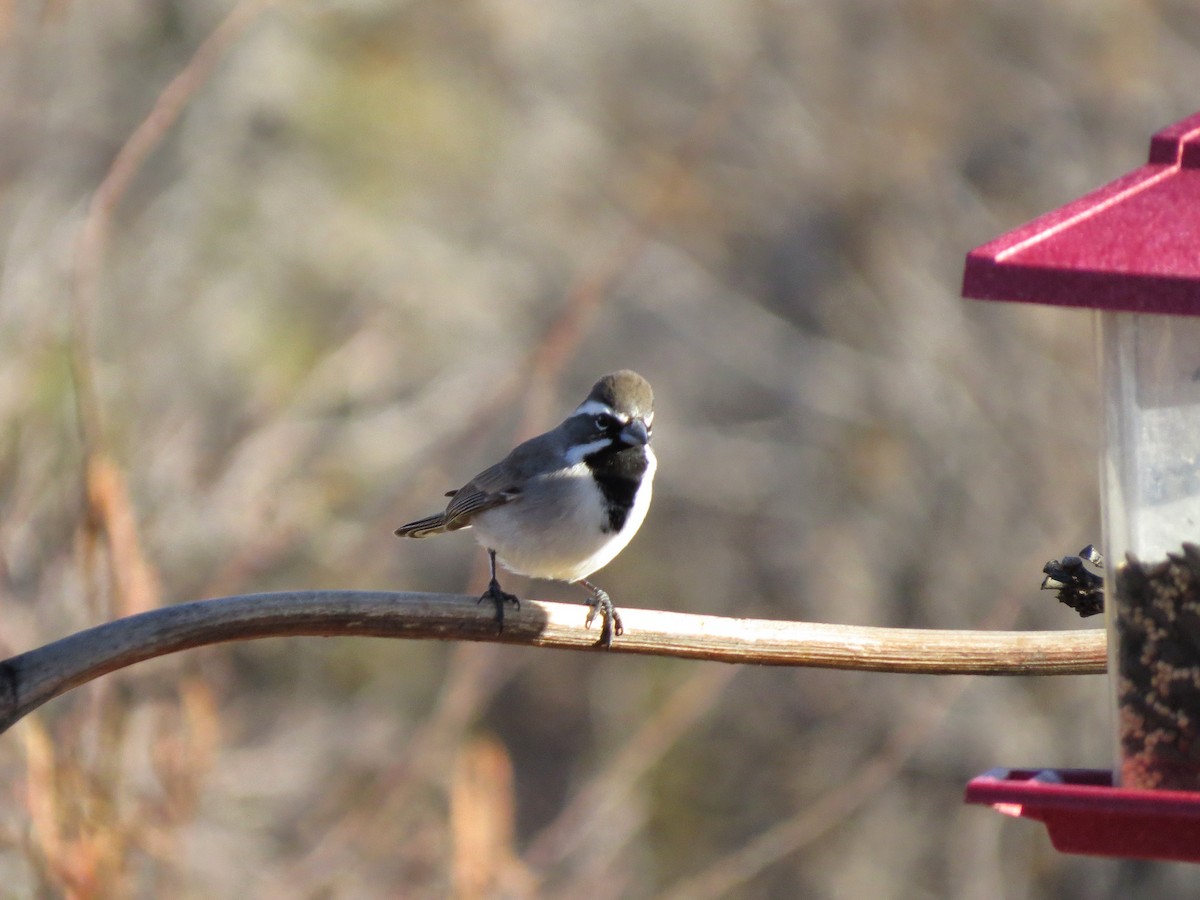 Black-throated Sparrow - ML642274256