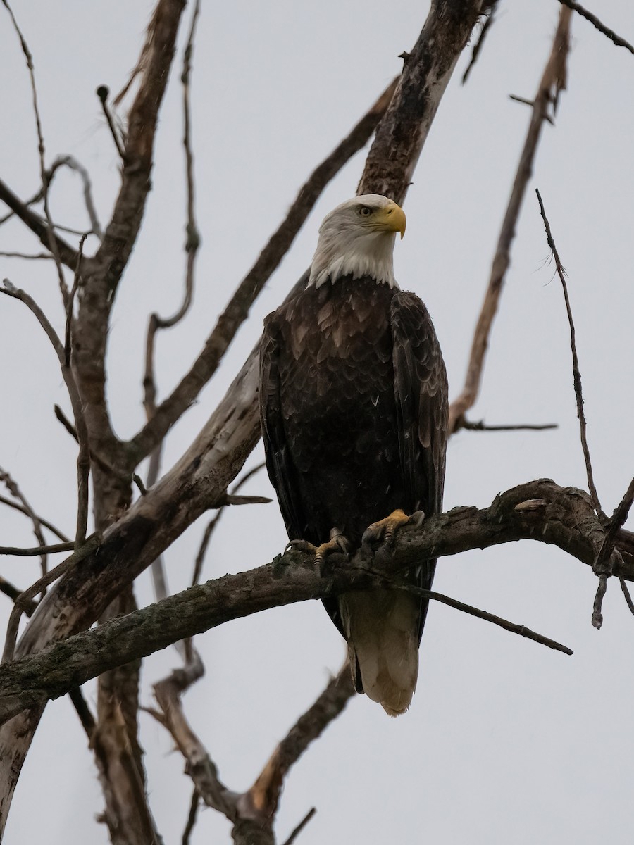 Bald Eagle - ML642274258