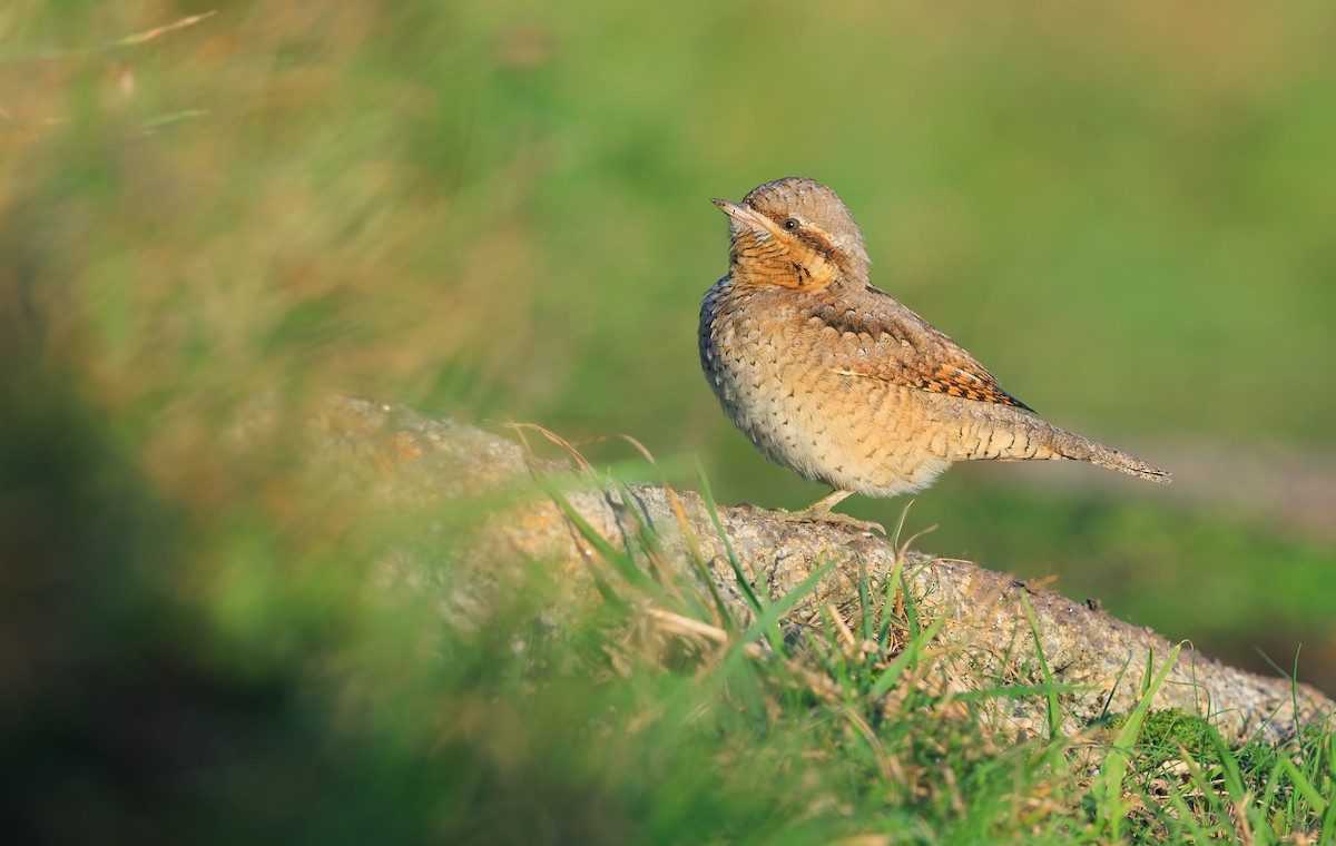 Eurasian Wryneck - ML642274295
