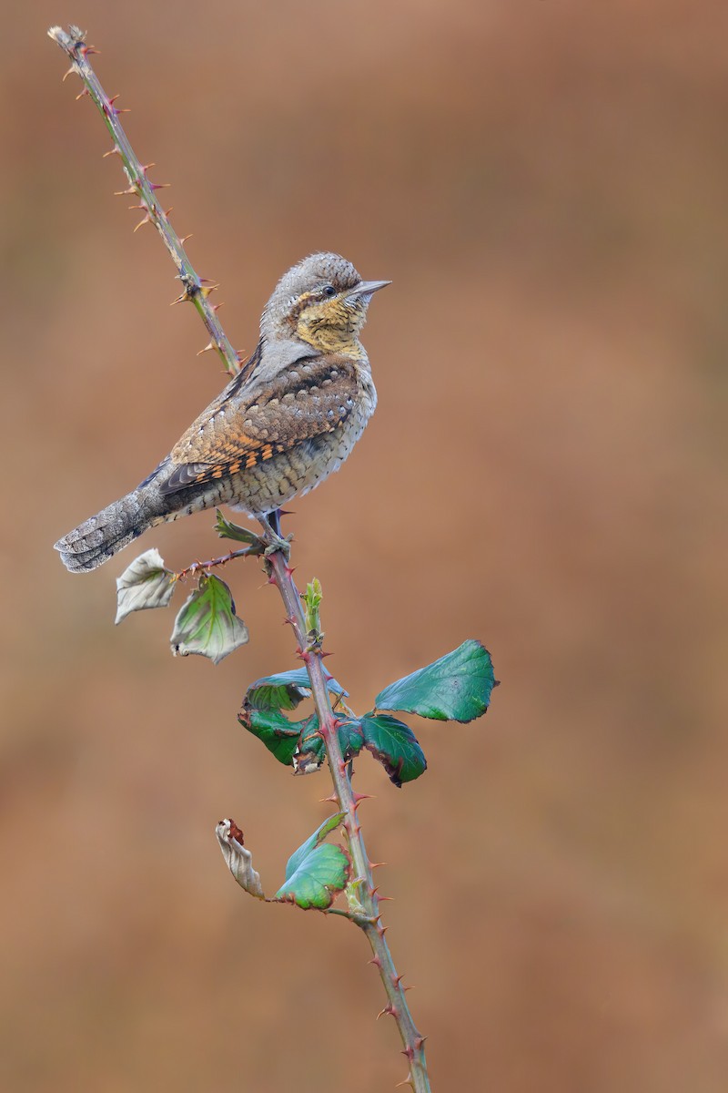 Eurasian Wryneck - ML642274296