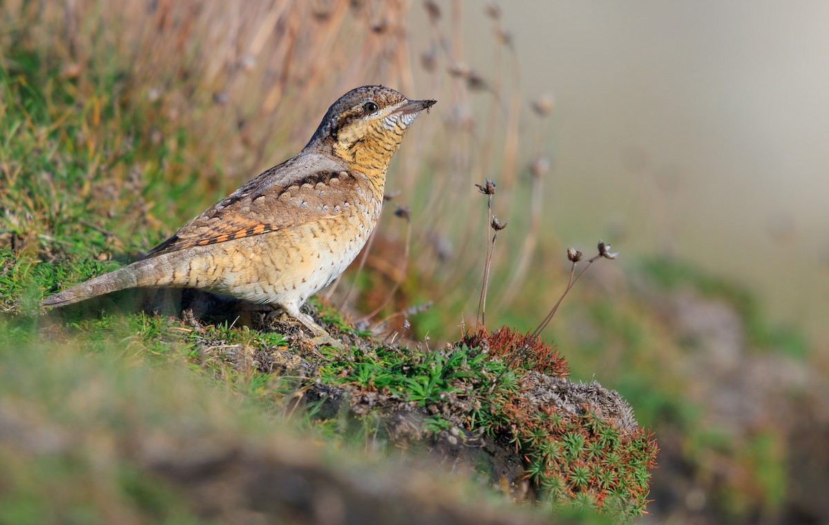 Eurasian Wryneck - ML642274297