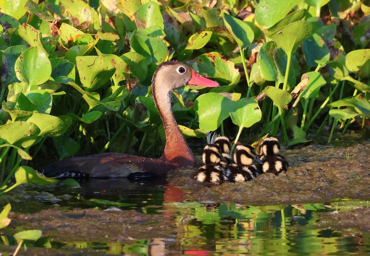 Black-bellied Whistling-Duck - ML642274309
