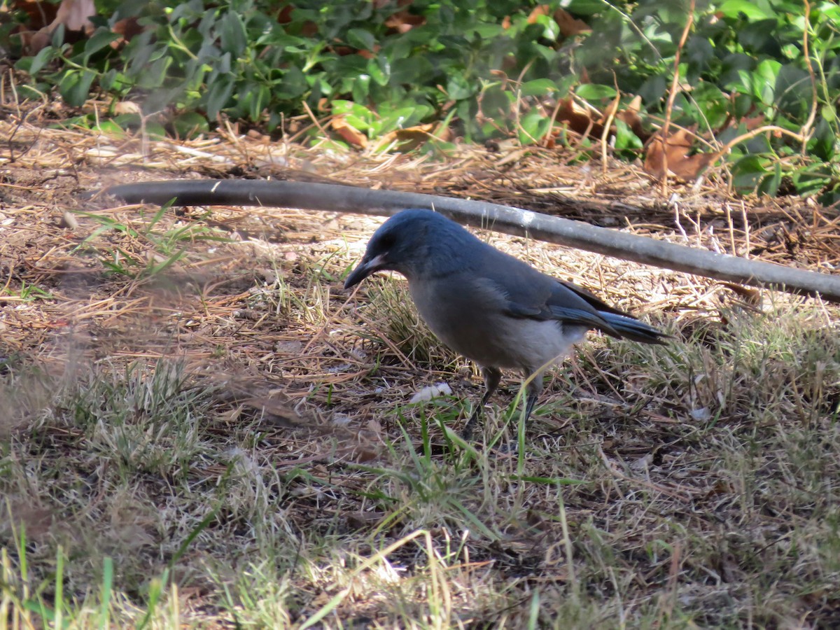 Mexican Jay - ML642274317