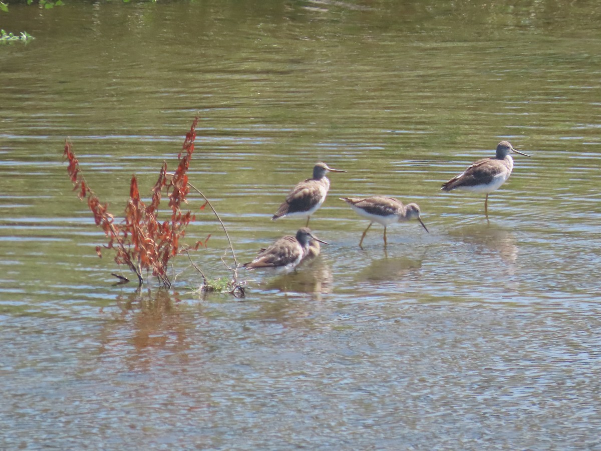 Greater Yellowlegs - ML642274325