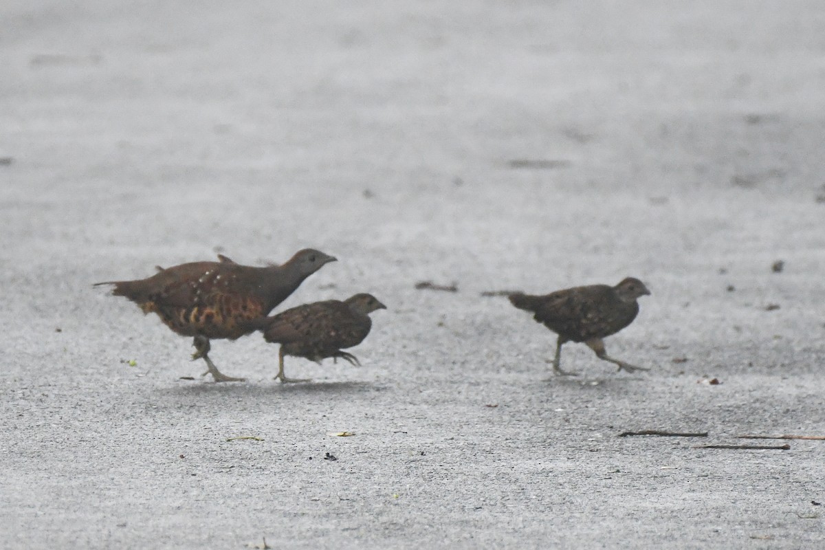 taiwanbambushøne - ML642274348