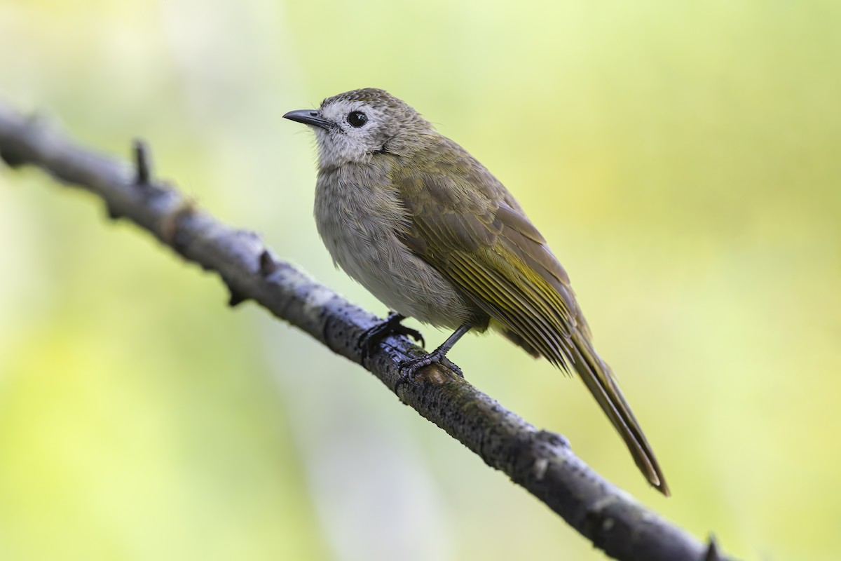 Pale-faced Bulbul - ML642274349