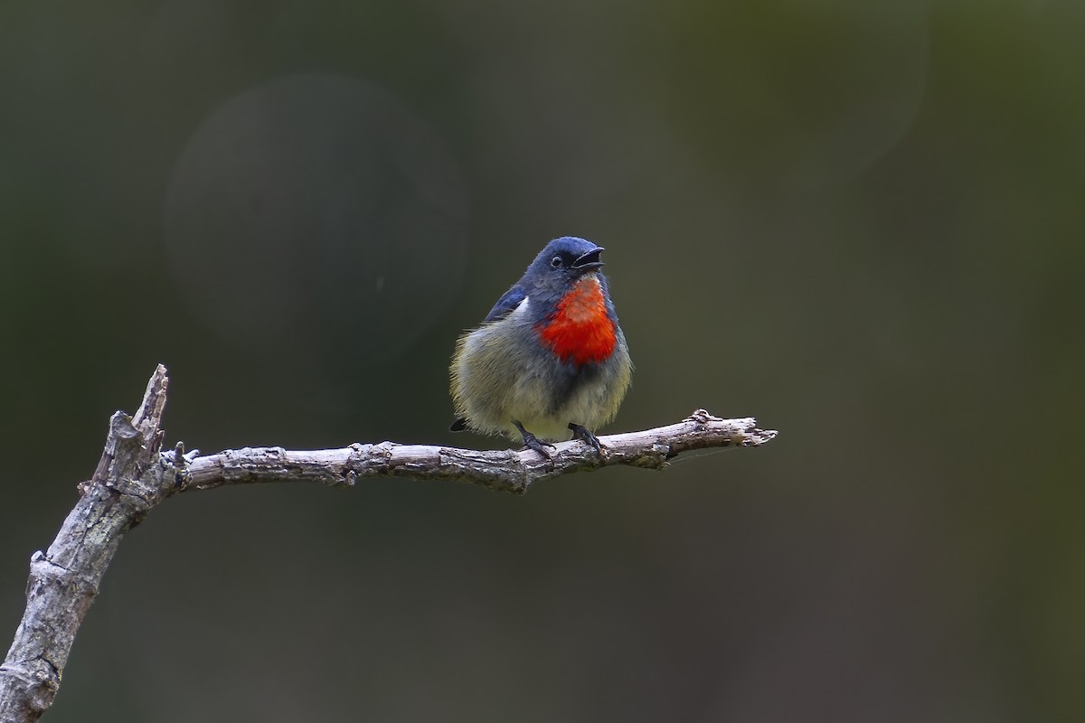 Black-sided Flowerpecker - ML642274350