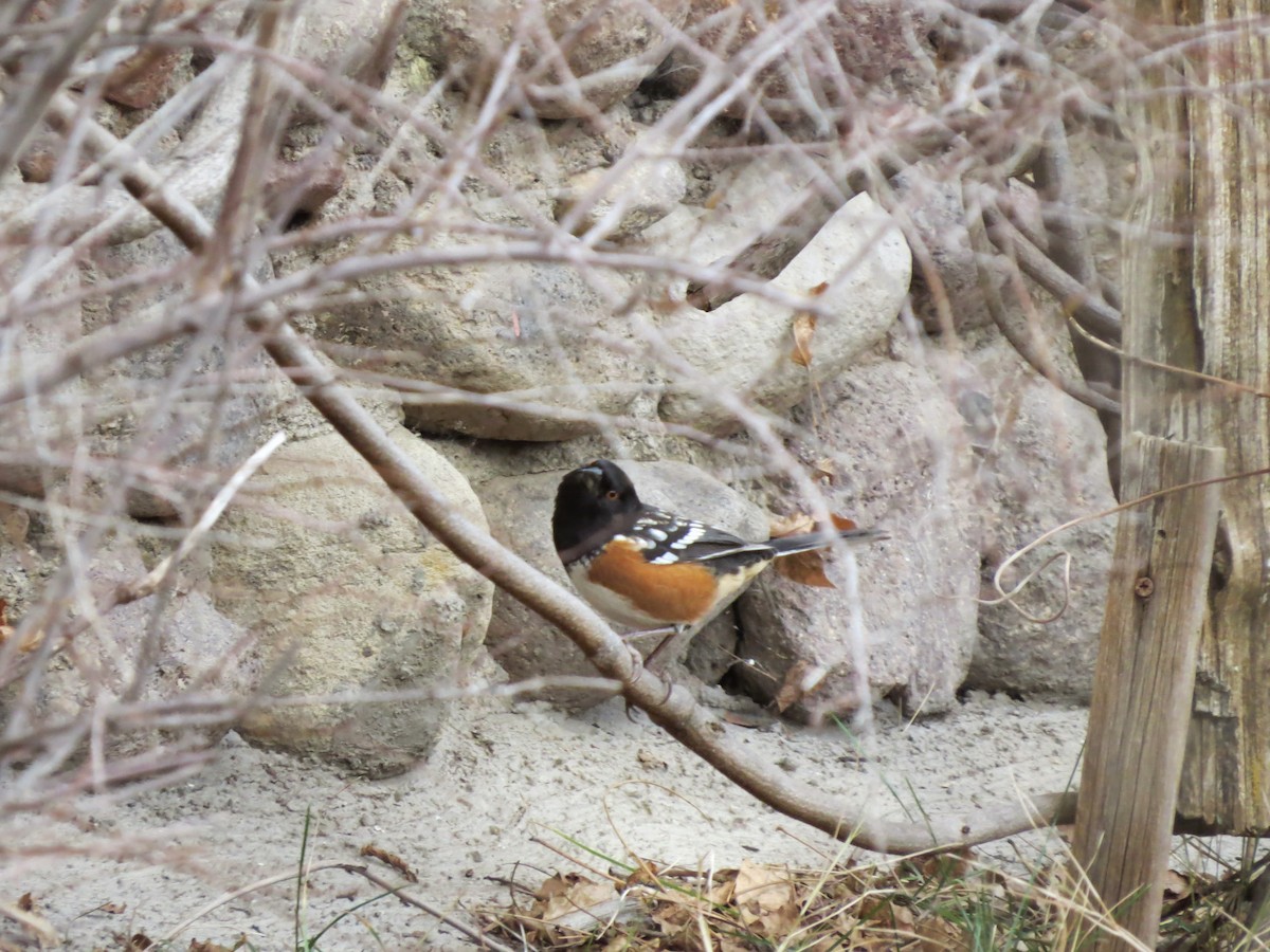 Spotted Towhee - ML642274367