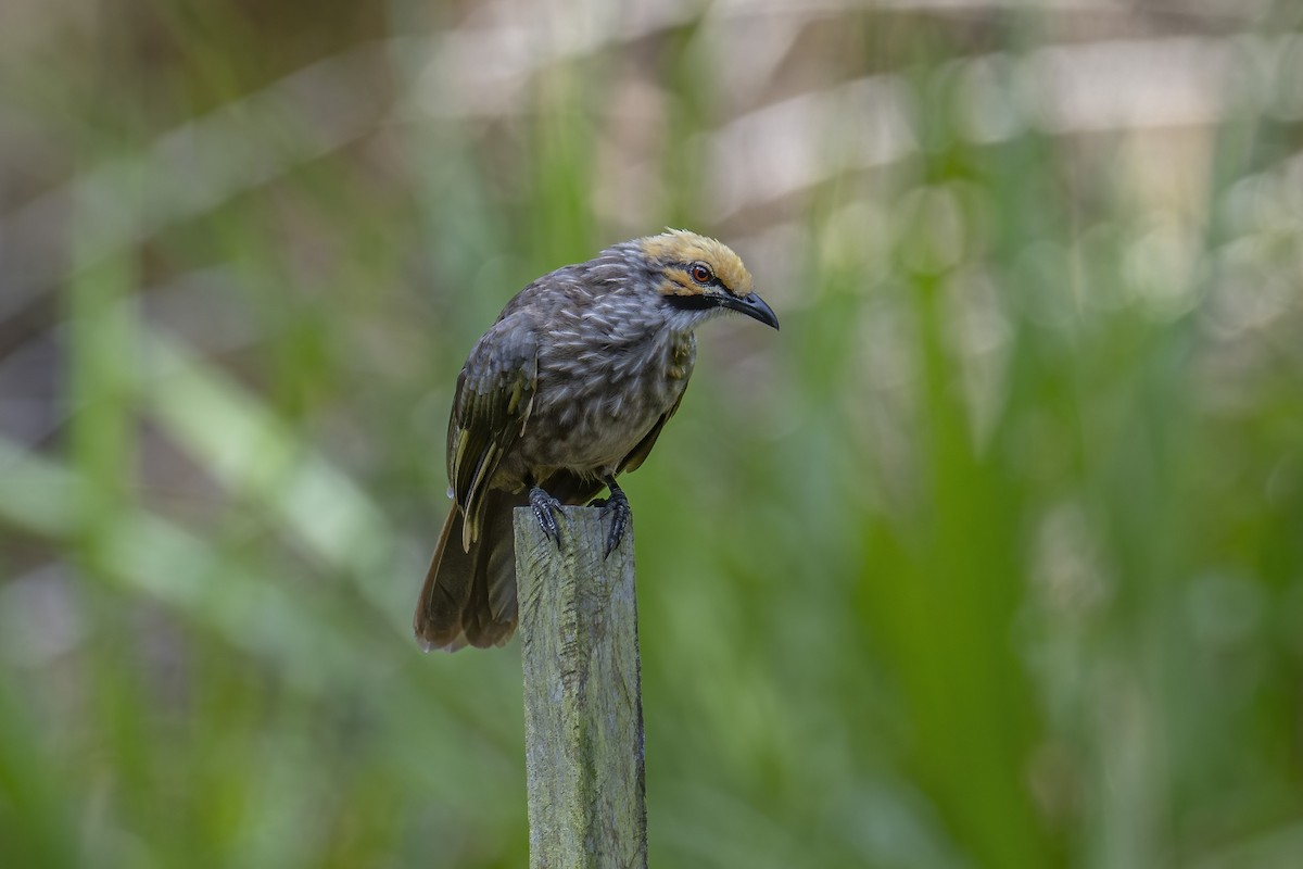 Bulbul à tête jaune - ML642274369
