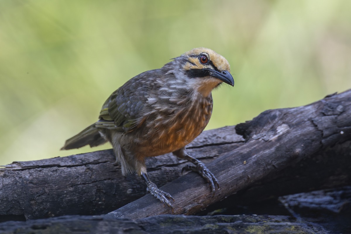 Bulbul à tête jaune - ML642274370