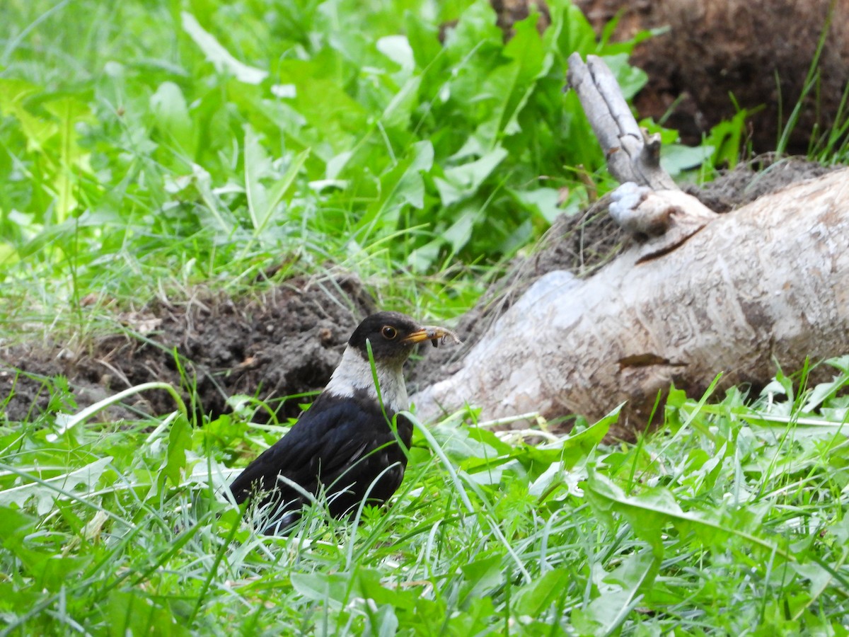 White-collared Blackbird - ML642274384