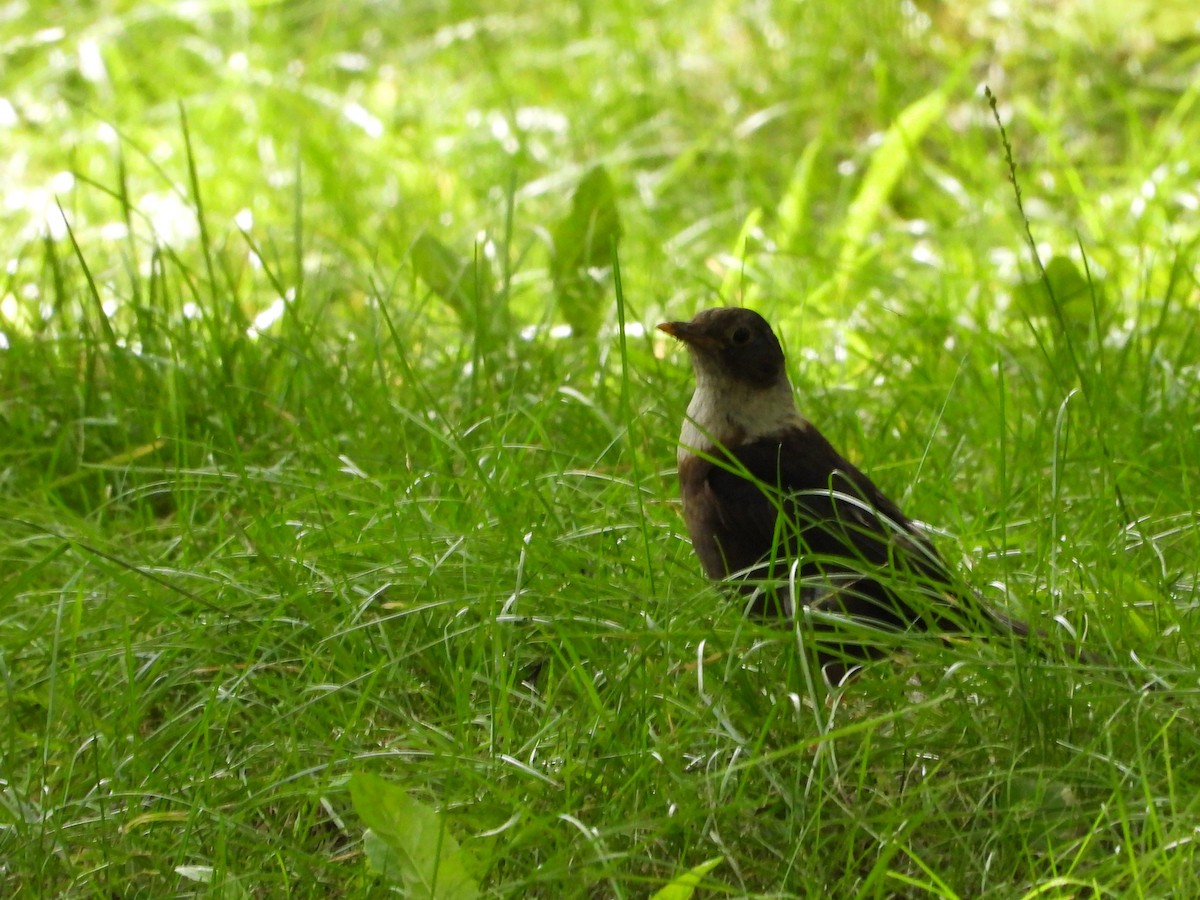White-collared Blackbird - ML642274391