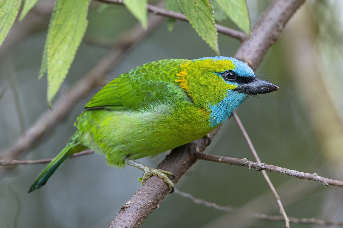 Golden-naped Barbet - ML642274411