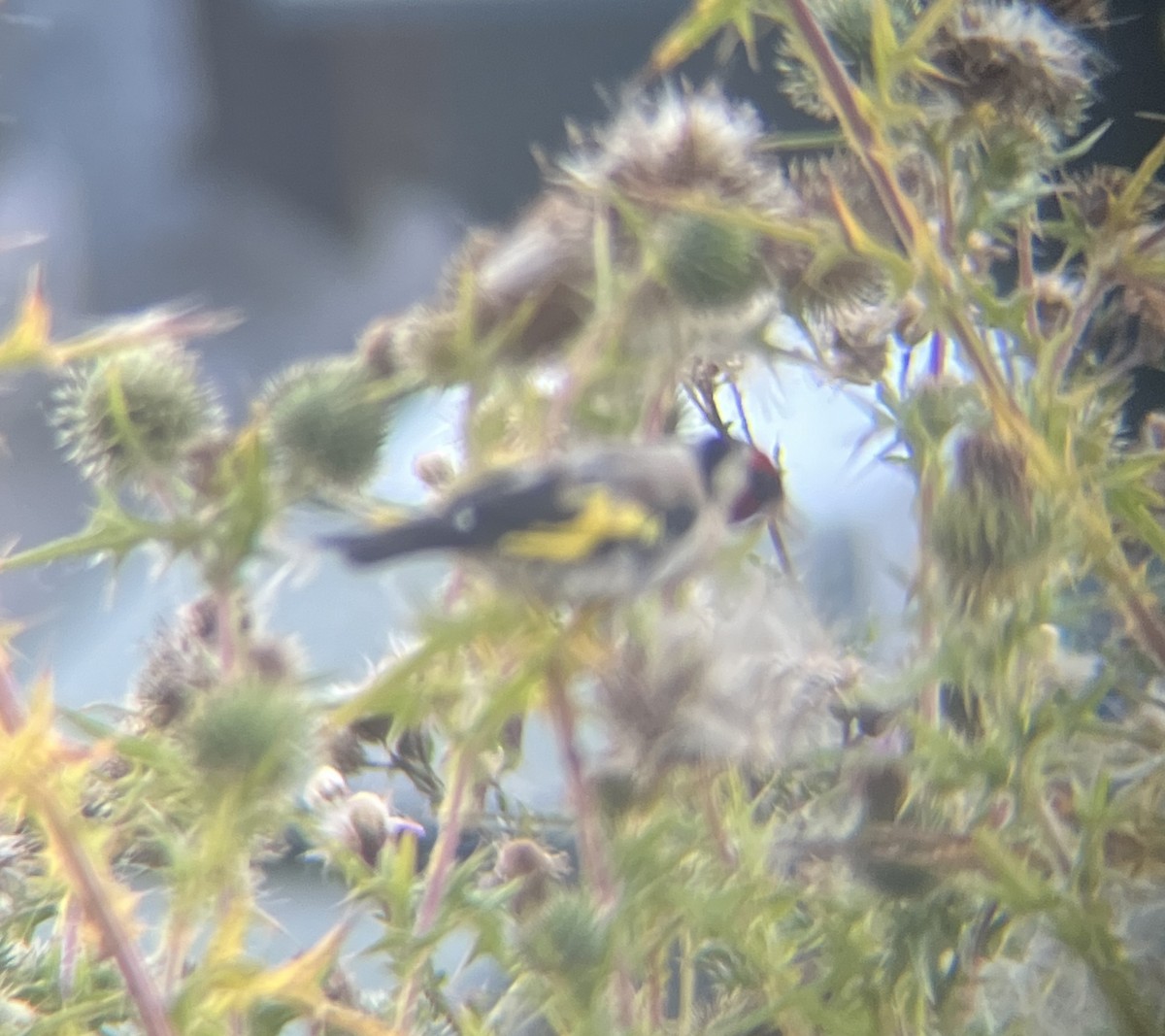 European Goldfinch - ML642274417