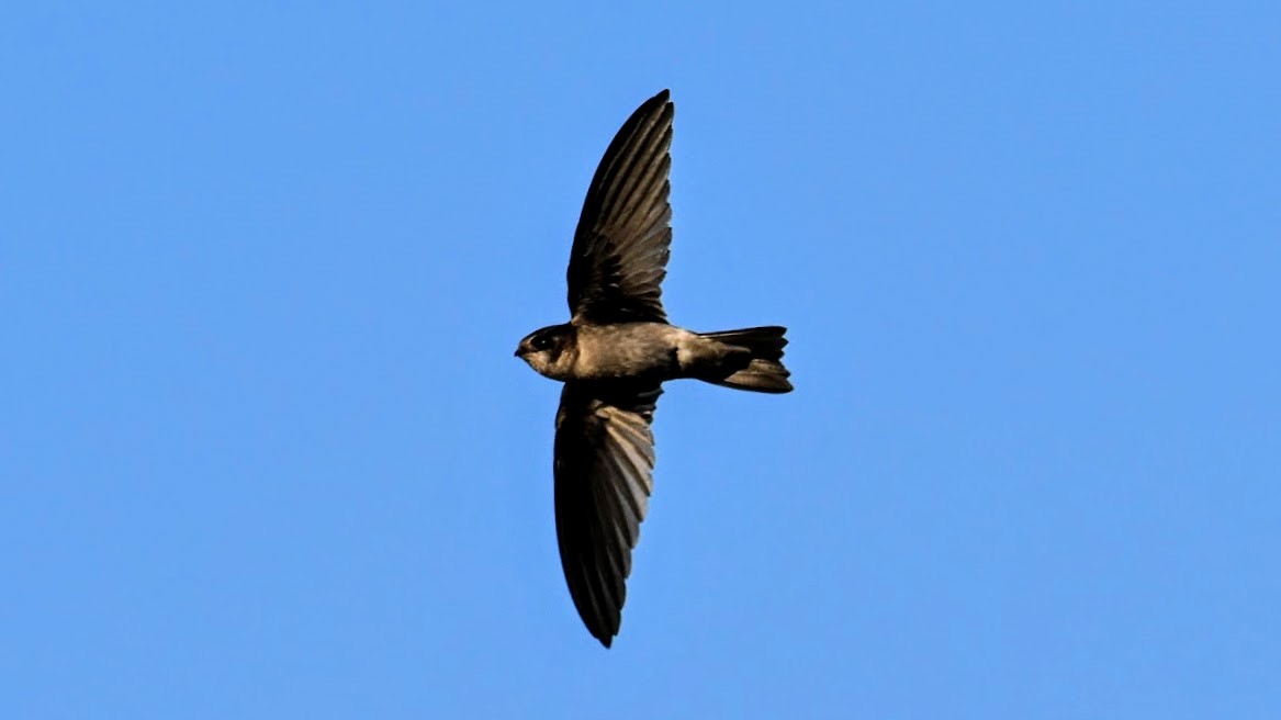 White-nest Swiftlet (White-nest) - ML642274423