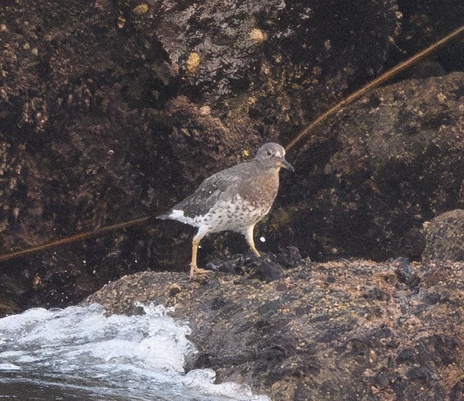 Surfbird - ML642274427