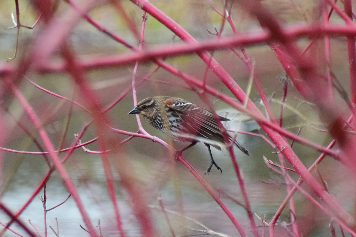 Red-winged Blackbird (Red-winged) - ML642274465