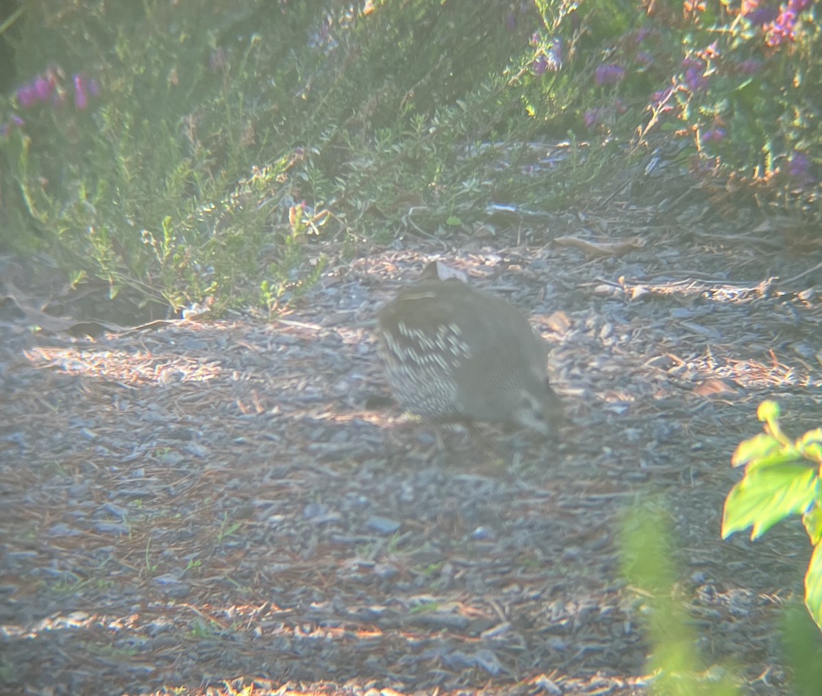California Quail - ML642274467
