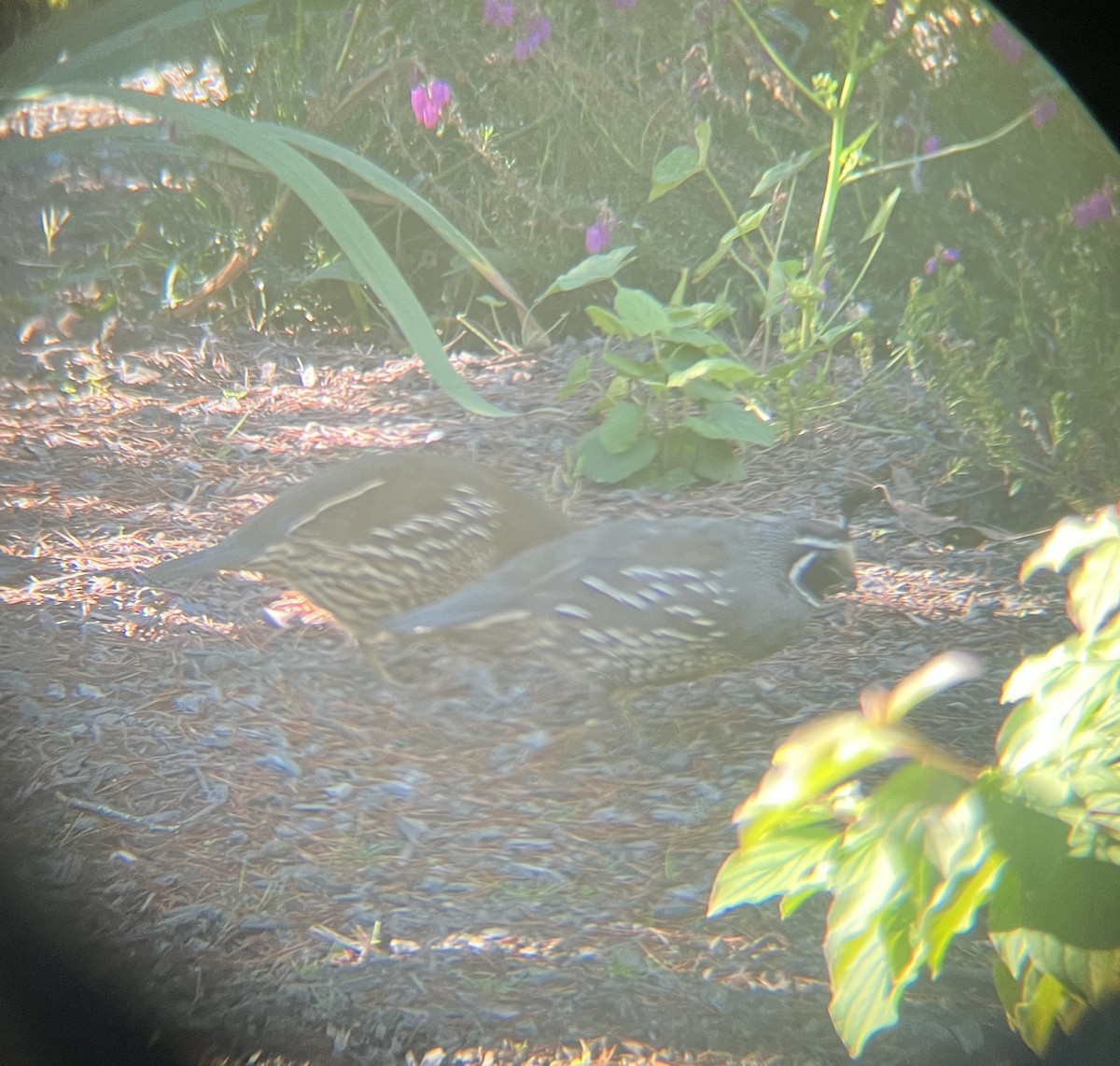 California Quail - ML642274468