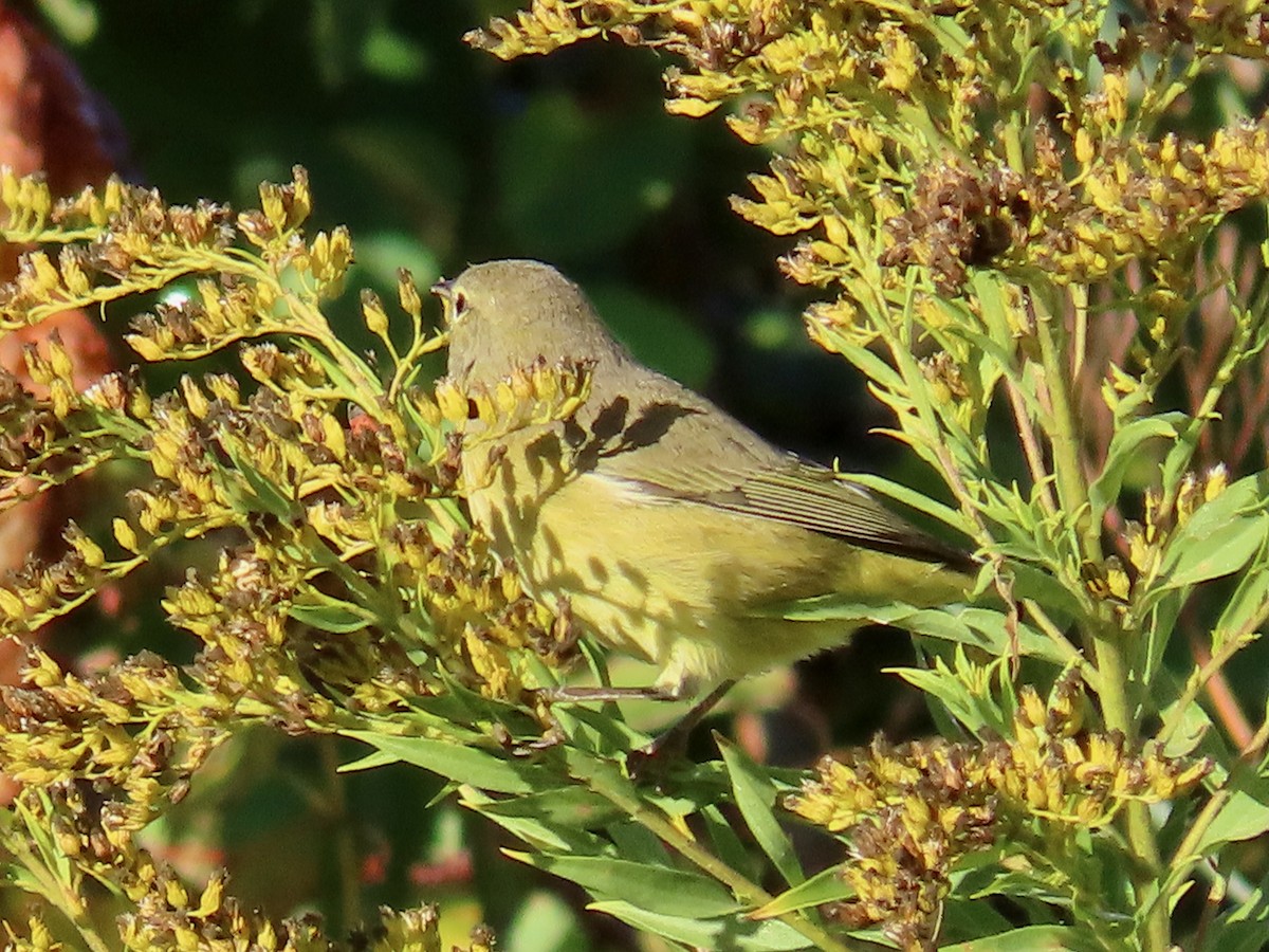 Orange-crowned Warbler - ML642274477