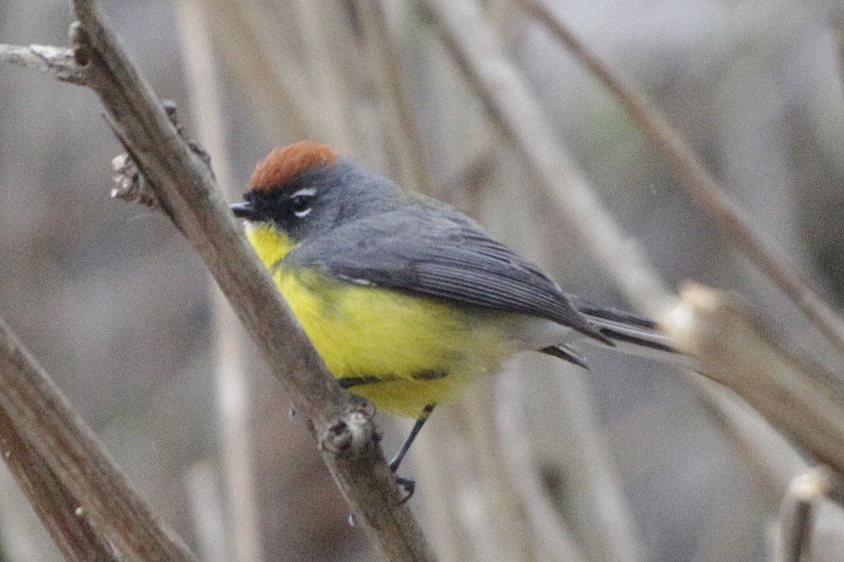 Brown-capped Redstart - ML642274478
