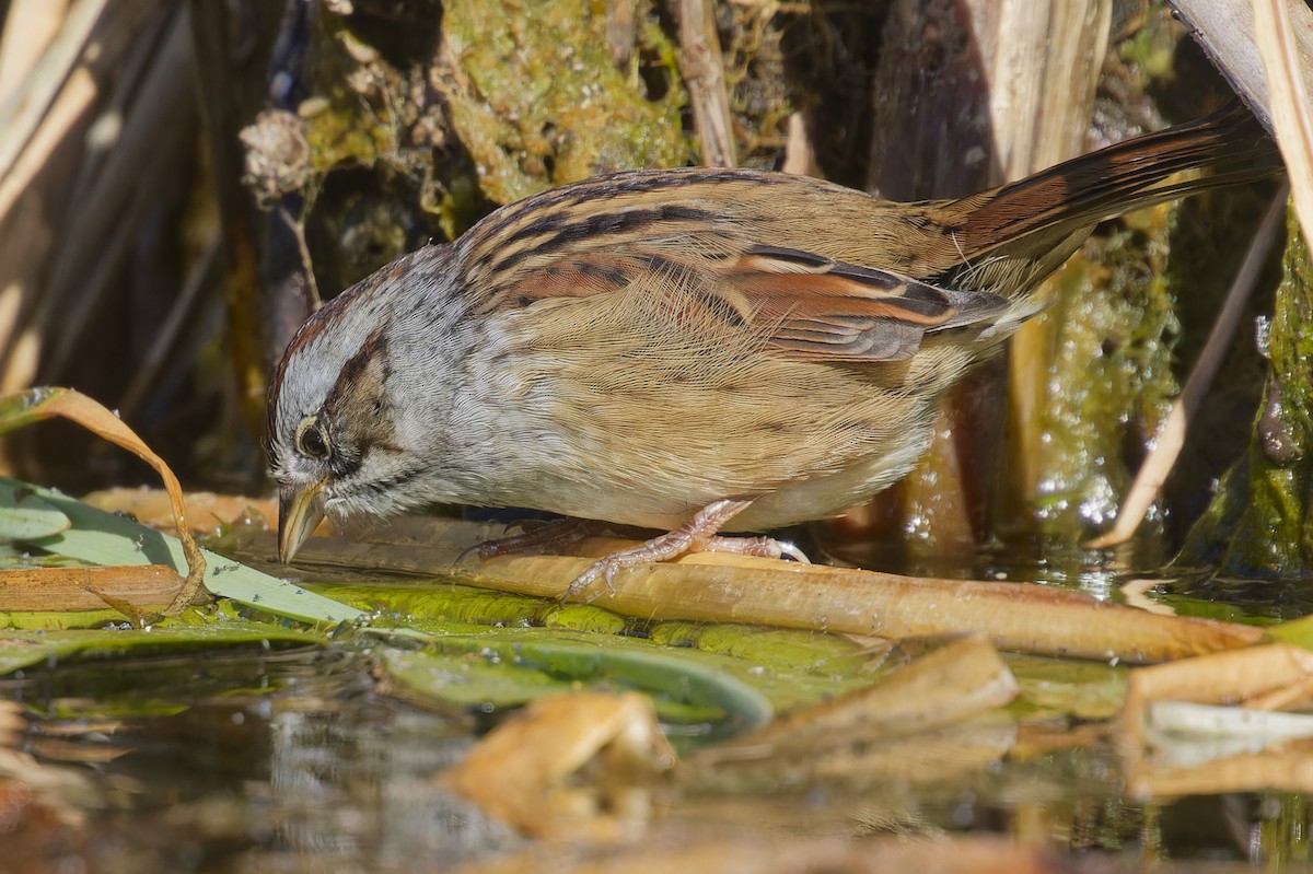 Swamp Sparrow - ML642274499