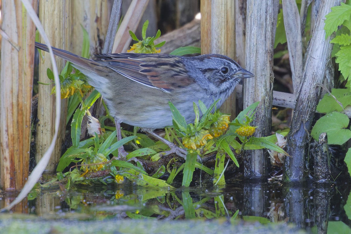 Swamp Sparrow - ML642274500