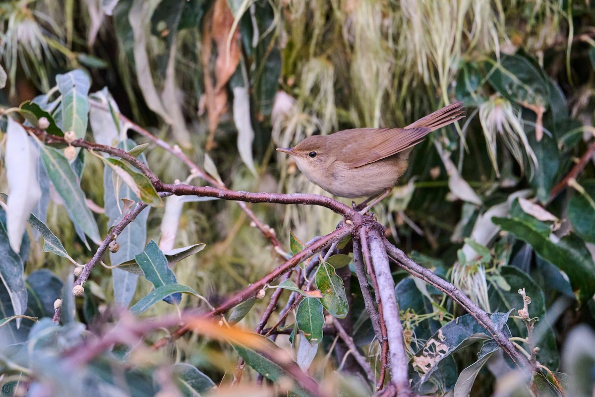 Blyth's Reed Warbler - ML642274543