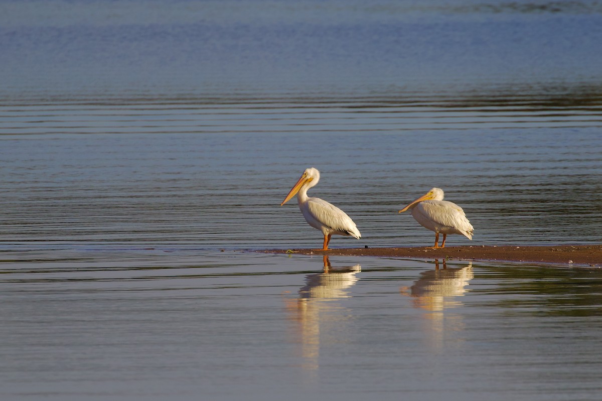 American White Pelican - ML642274545