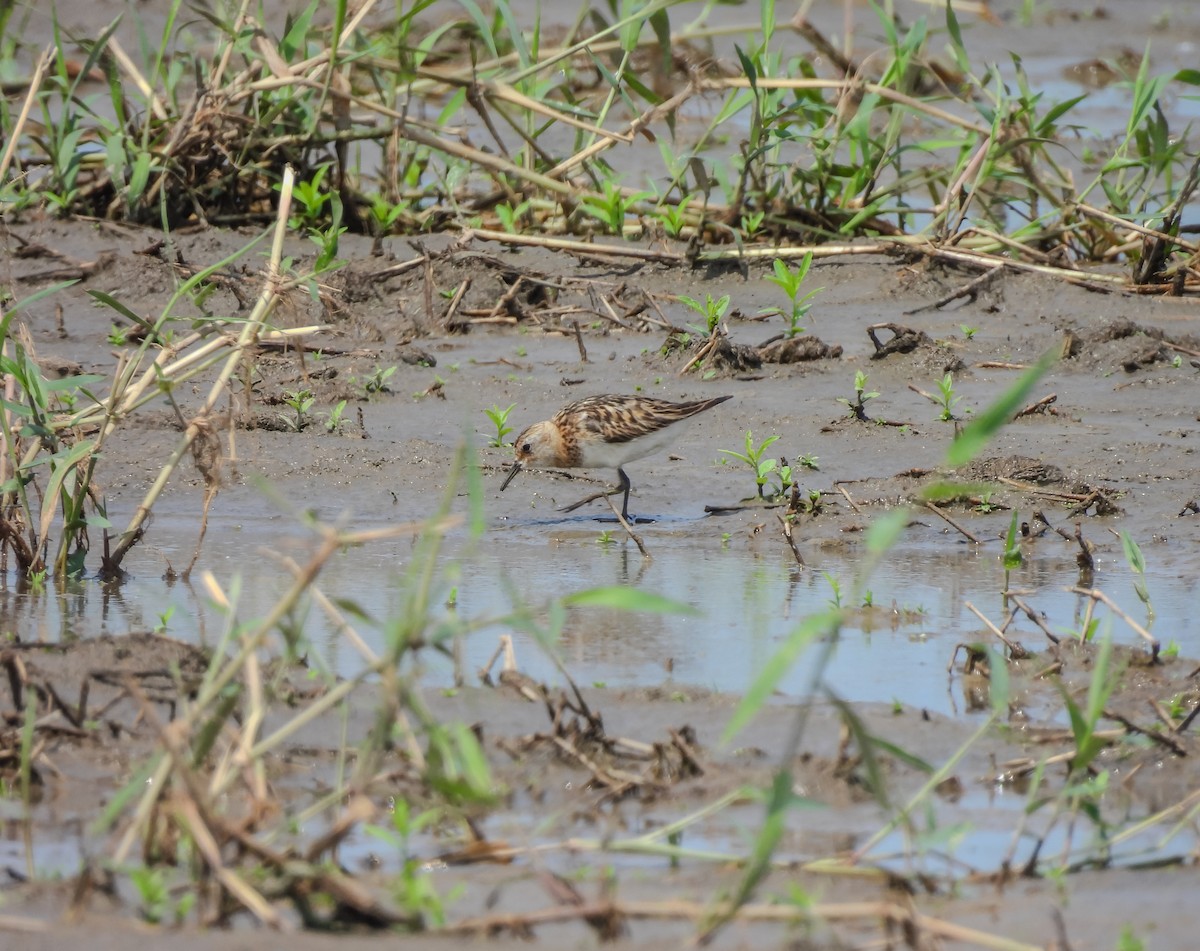 Little Stint - ML642274554