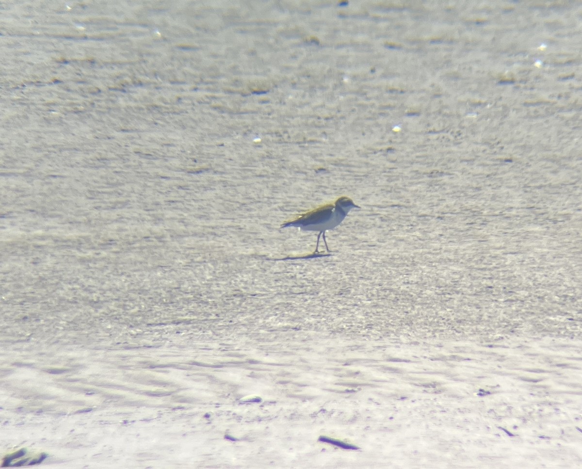 Double-banded Plover - ML642274558
