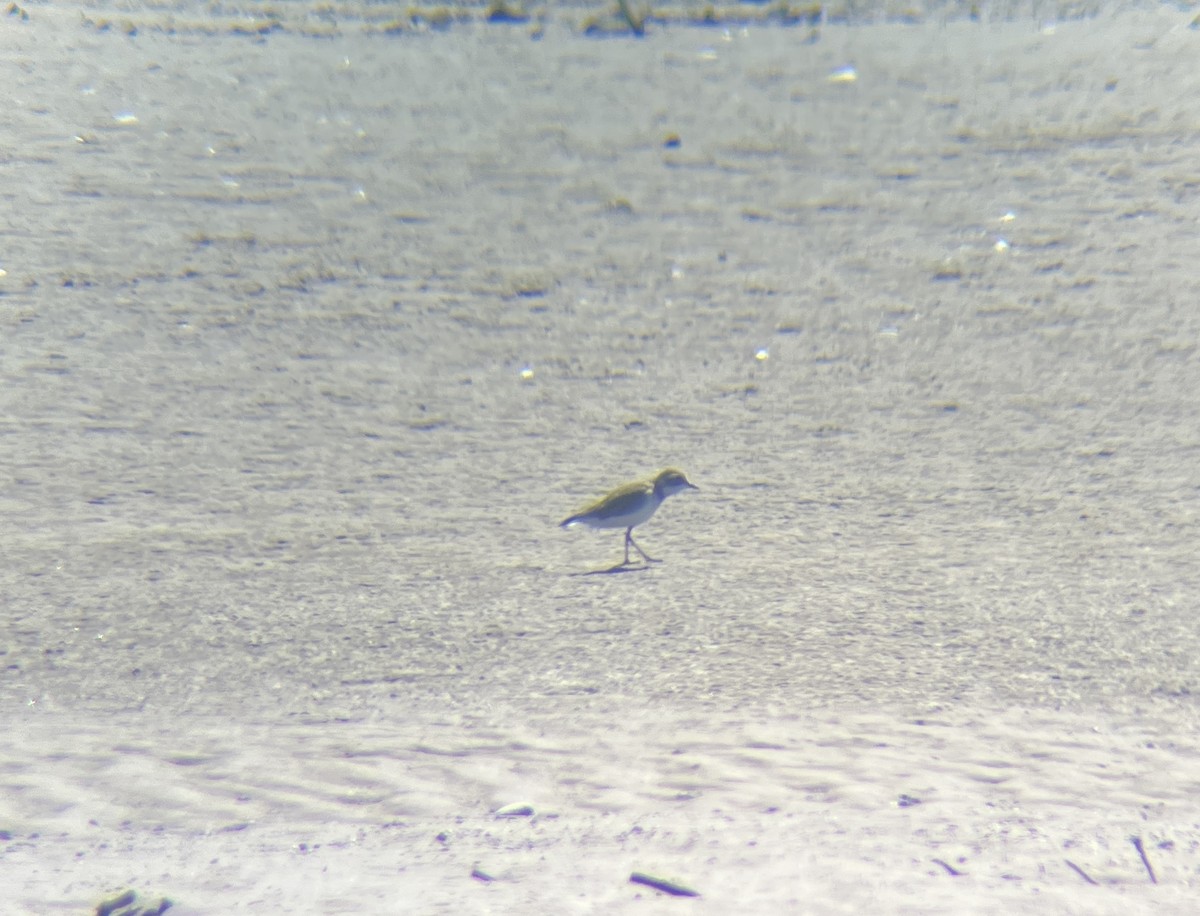Double-banded Plover - ML642274559
