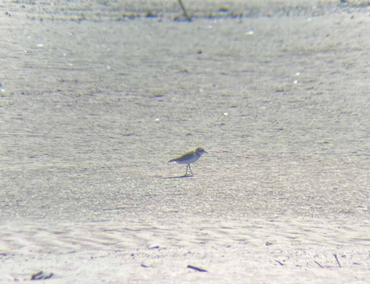 Double-banded Plover - ML642274560