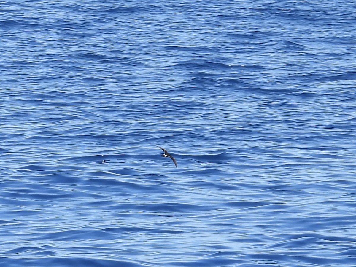 Leach's Storm-Petrel (Chapman's) - ML642274565