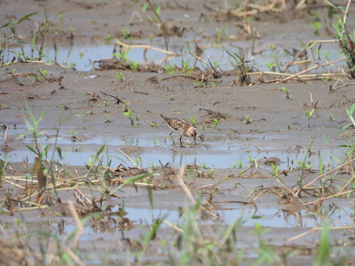 Little Stint - ML642274568