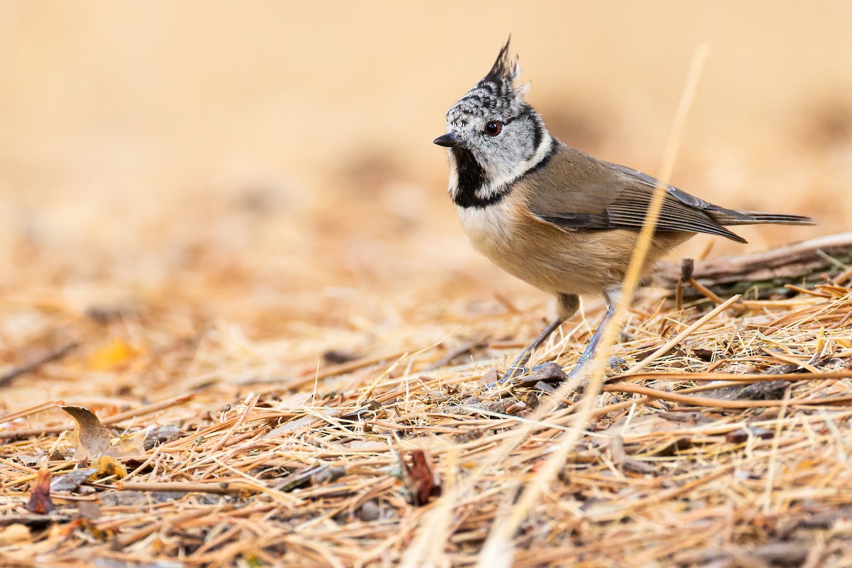 Crested Tit - ML642274574