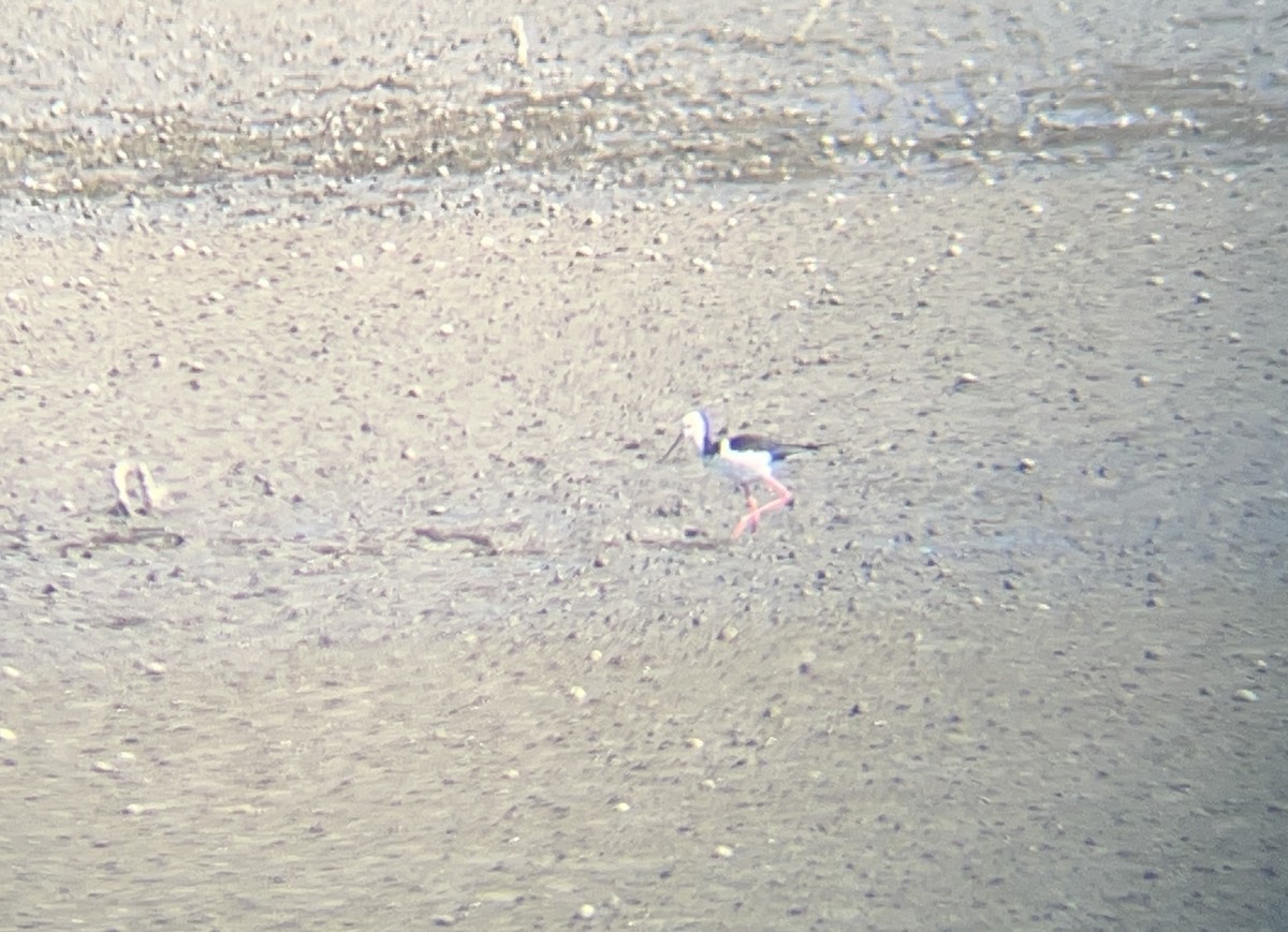 Pied Stilt - ML642274576