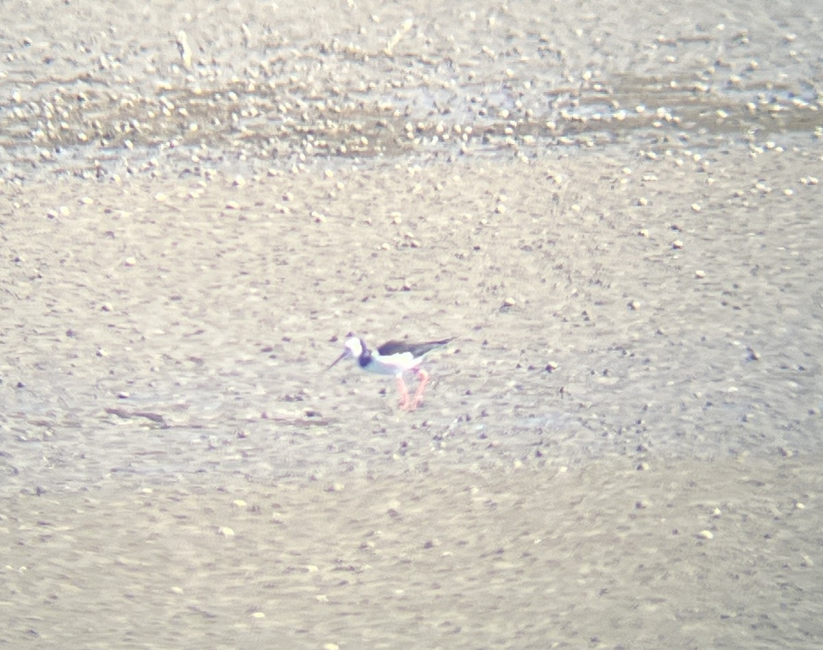 Pied Stilt - ML642274577